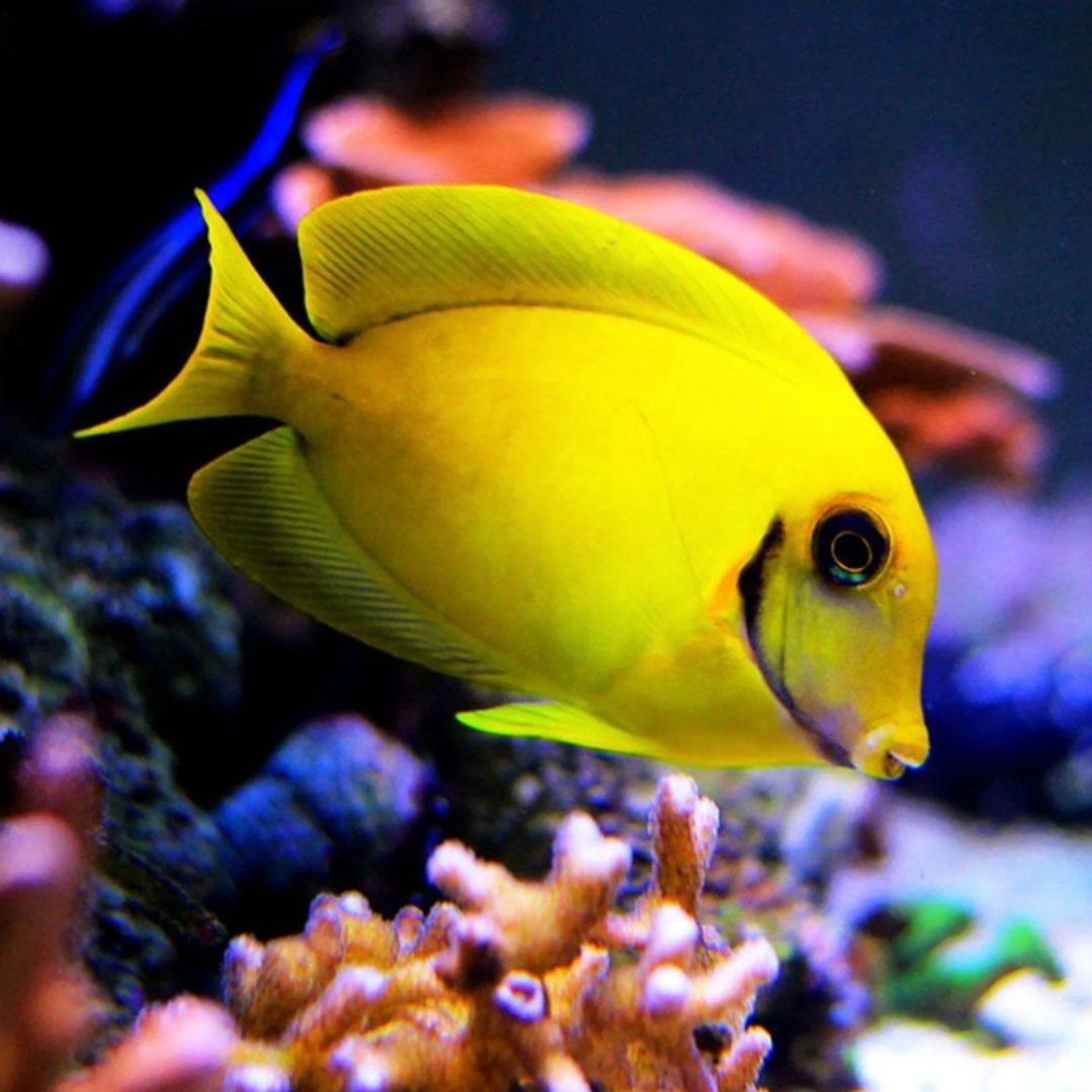 Acanthurus Pyroferus - Yellow Mimic Tang - Juvenile
