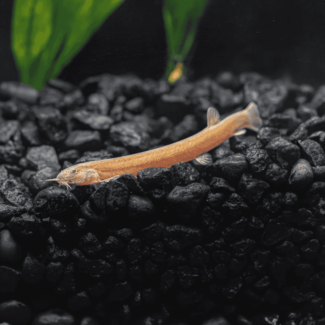 Pangio Kuhlii Javanicus - Kuhli Loach Black
