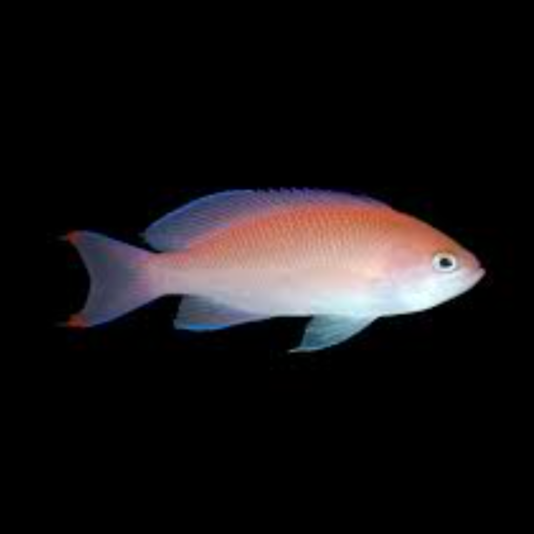 Pseudanthias Hypselosoma - Stocky Anthias (Female)