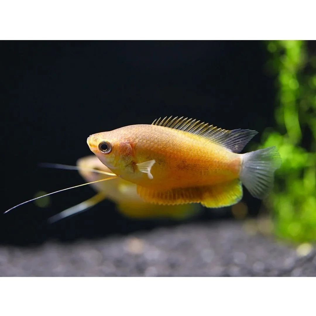 Trichogaster Labiosa - Thicklip Sunset Gourami