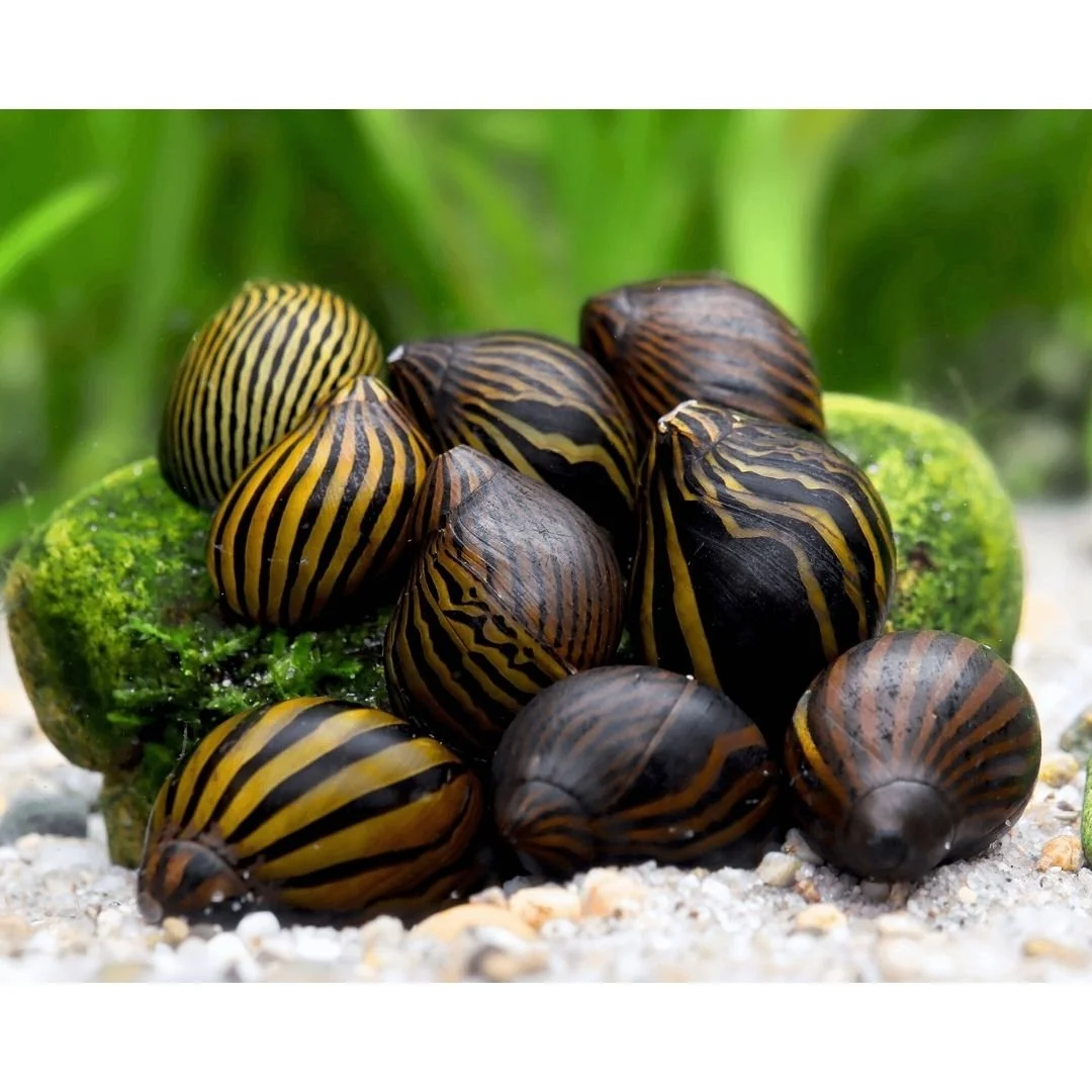 Neritina Turrita - Zebra Nerite Snail.jpg