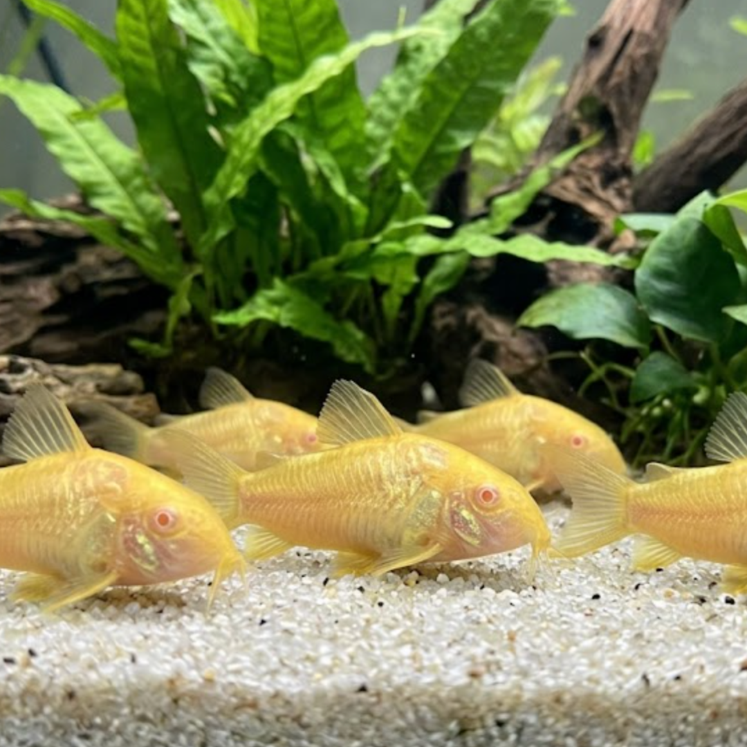 Corydoras Aeneus Gold - Gold Albino Corydoras