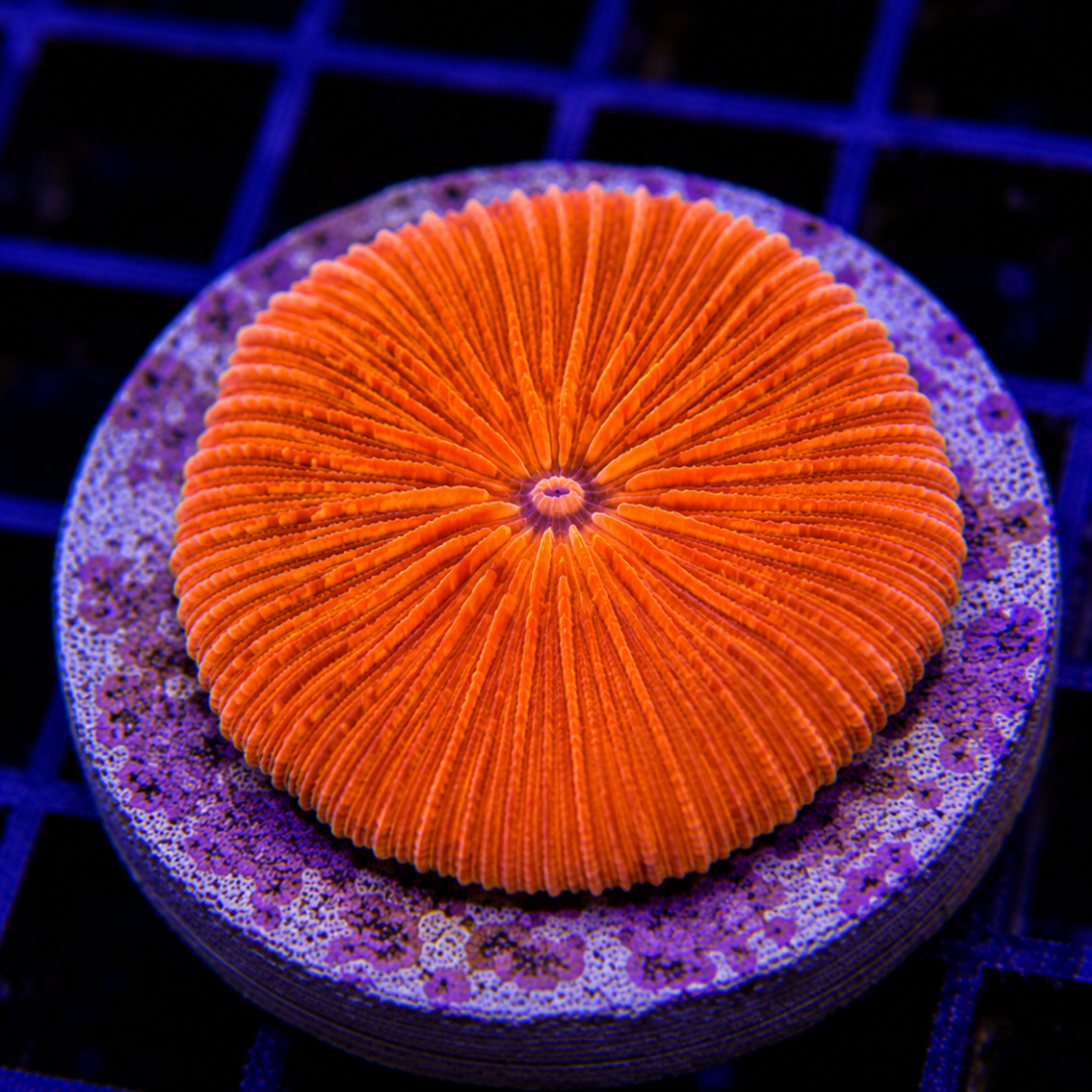 Fungia sp. - Orange - Small