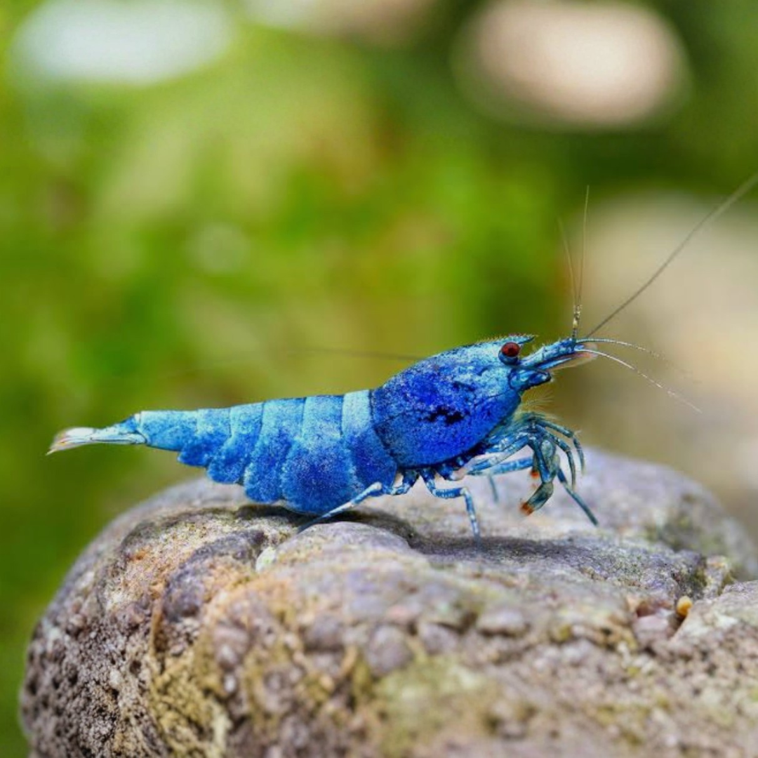 Caridina Sp - Blue Bolt Shrimp