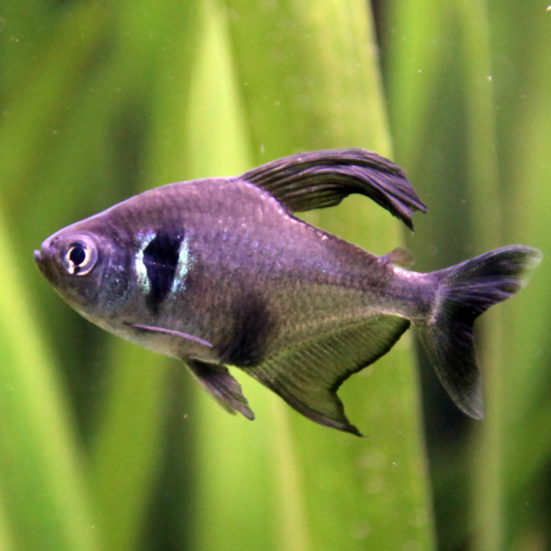 Megalamphodus Megalopterus - Black Phantom Tetras