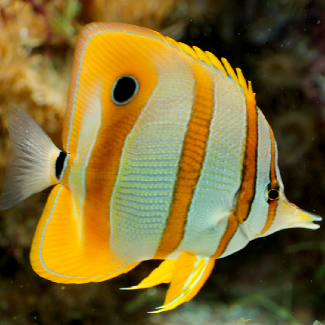 Chelmon Rostratus - Copperband Butterfly