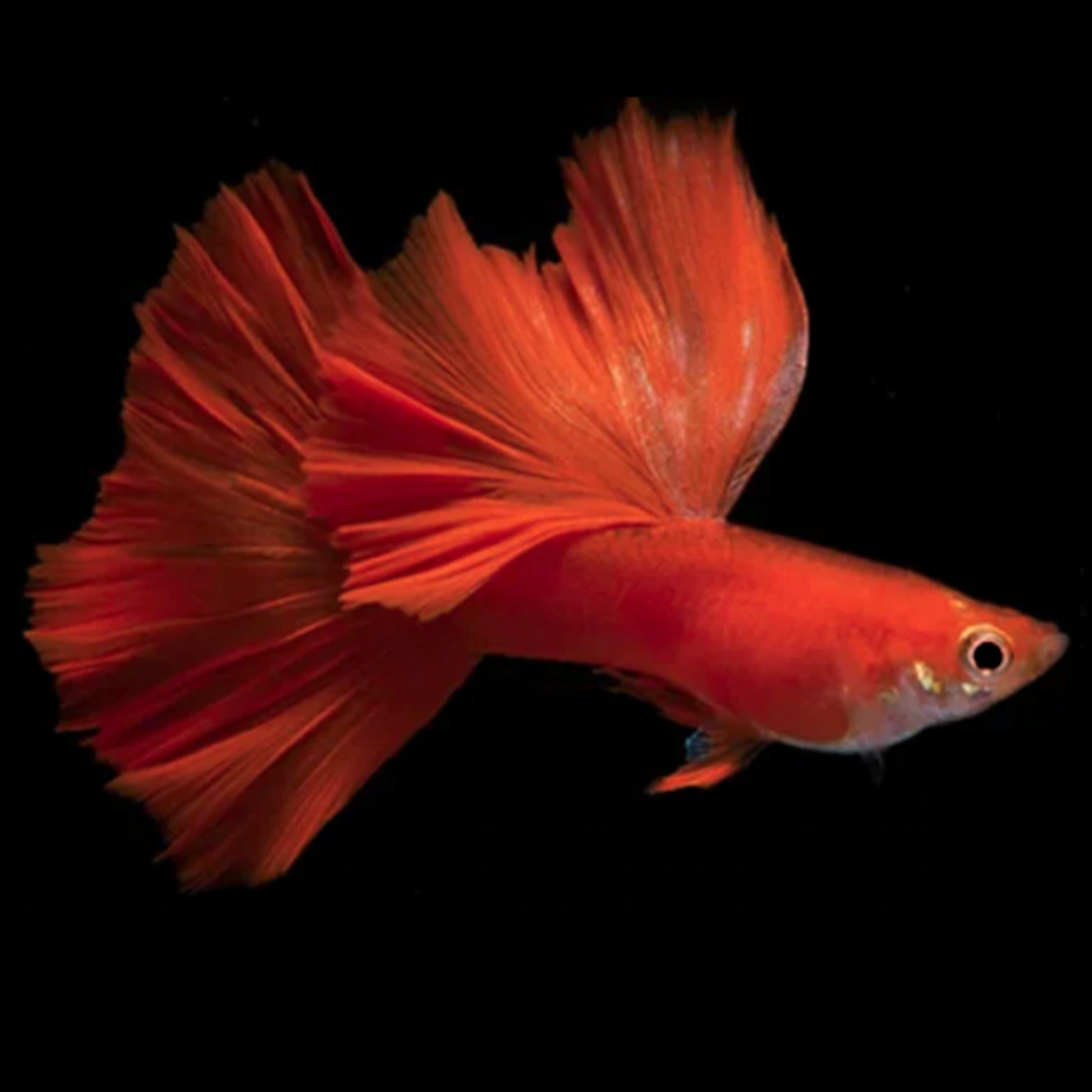 Fancy Tail (Black Eye Full Red Guppy)