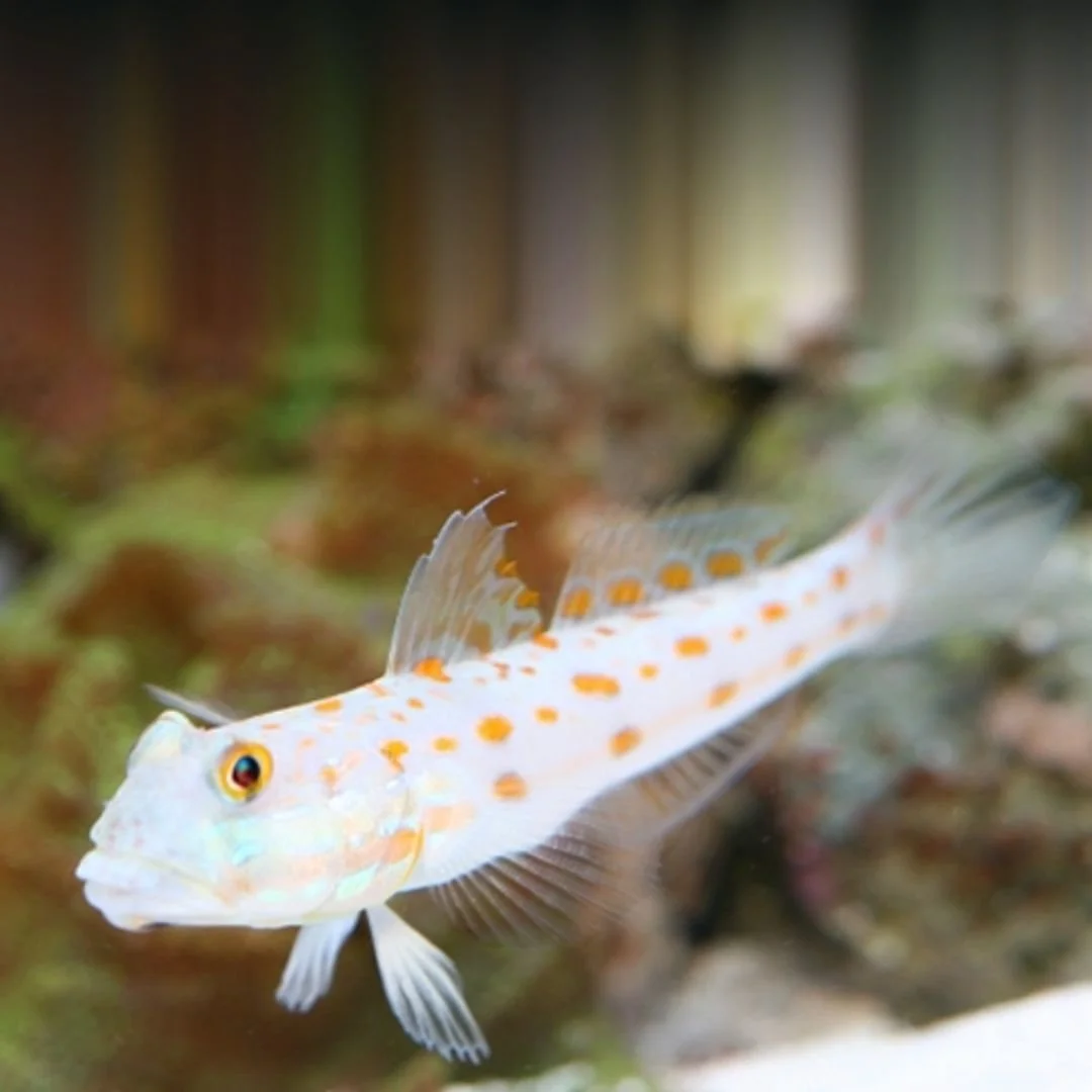 Diamond Goby