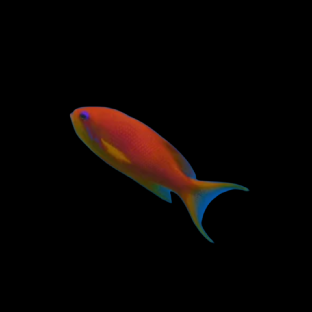 Pseudanthias Kashiwae - Red Fairy Wrasse Anthias