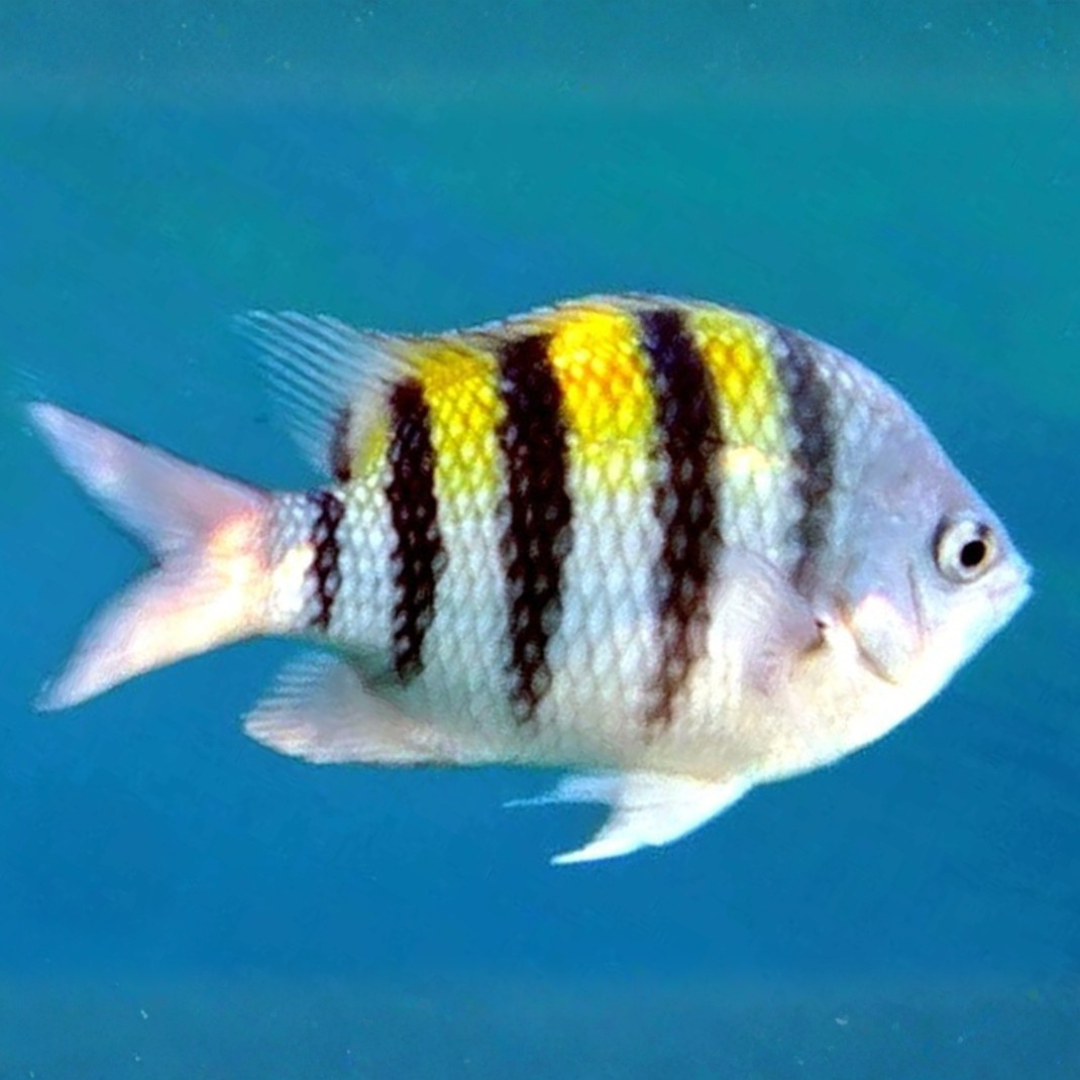 Abudefduf Saxatilis - Sergeant Major.png