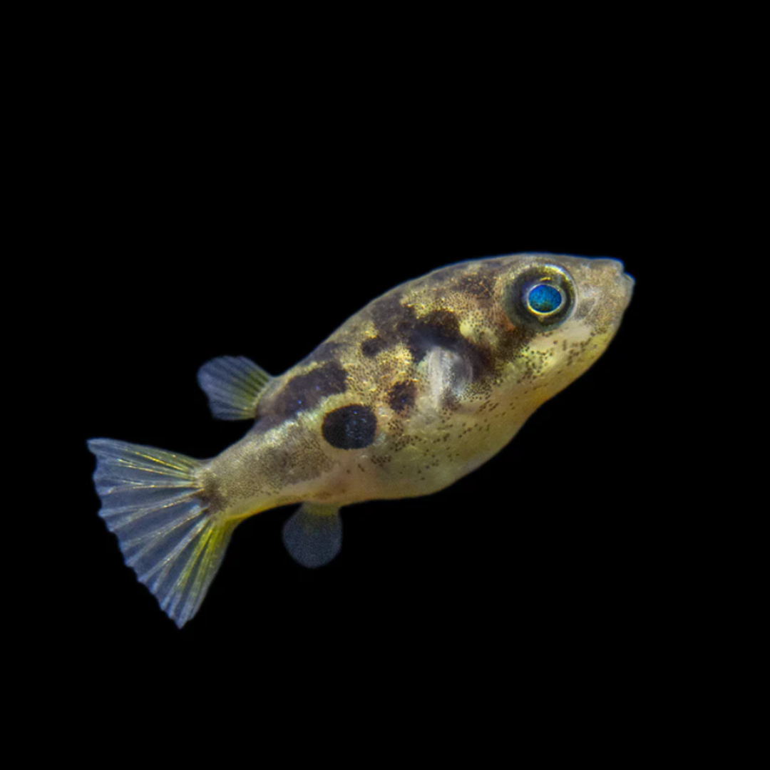 Carinotetraodon Travancoricus - Pea Puffer