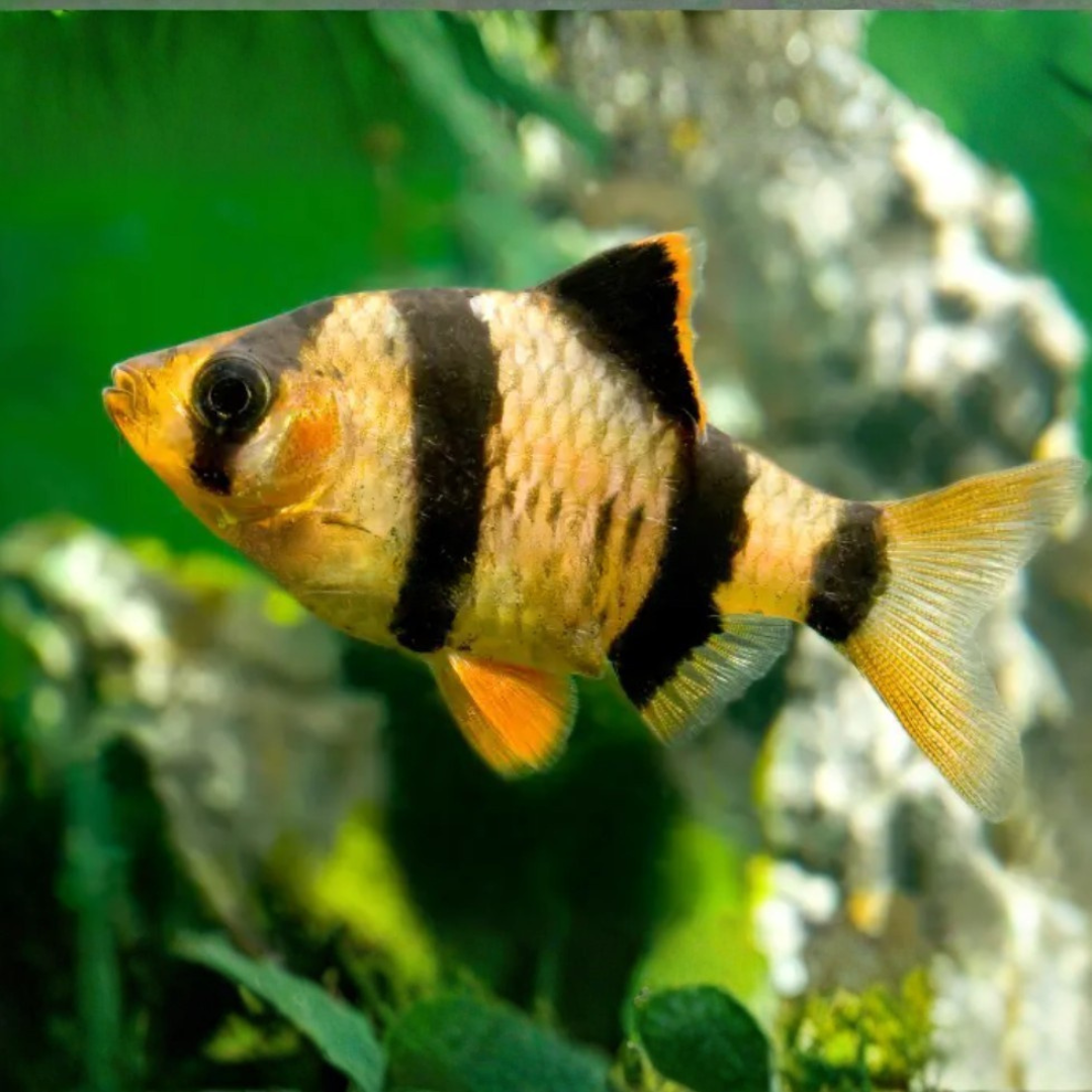 Capoeta Tetrazona - Tiger