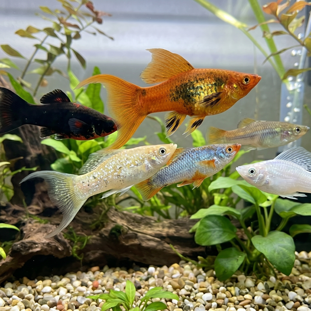 Poecilia Sphenops - Mix Lyretail Molly