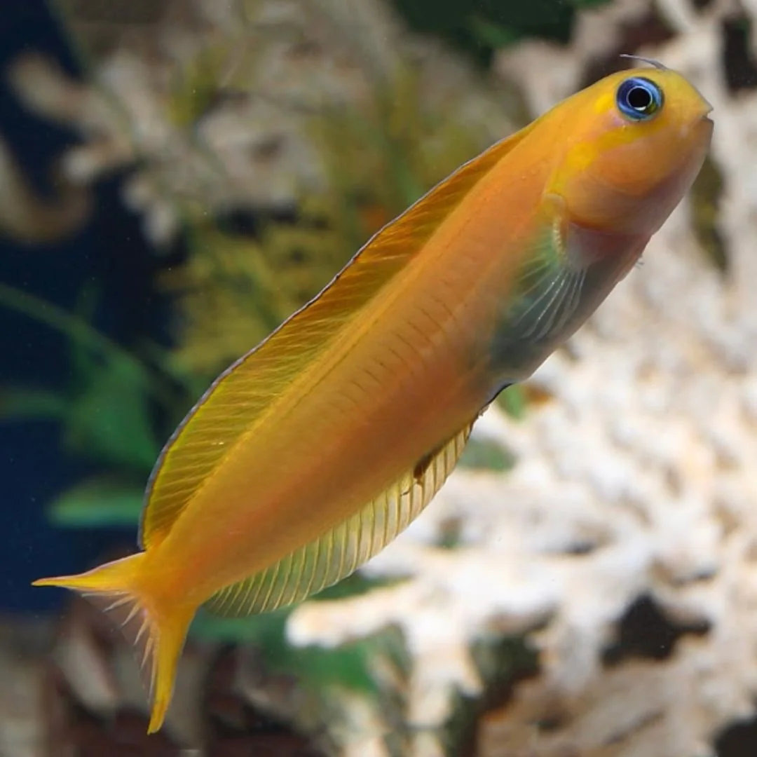Midas Blenny
