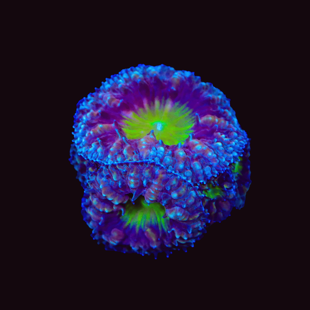Blastomussa Wellsi - Purple and Green - Per Polyp Price