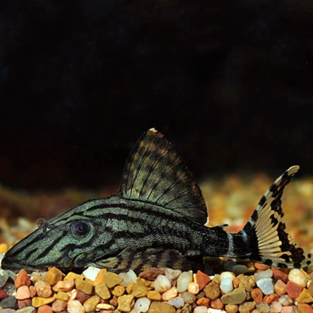 Royal Pleco L190