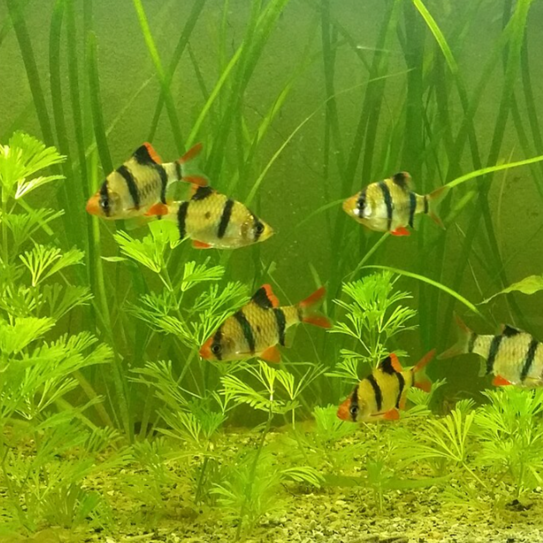 Capoeta Tetrazona - Gold Tiger Barbs