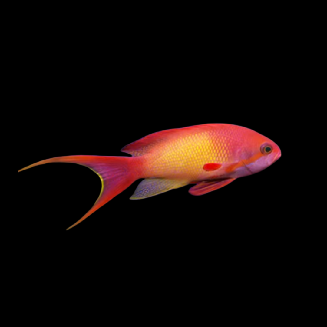 Pseudanthias Squamipinnis Lyretail Anthias I.O. (Orange)- Male.png
