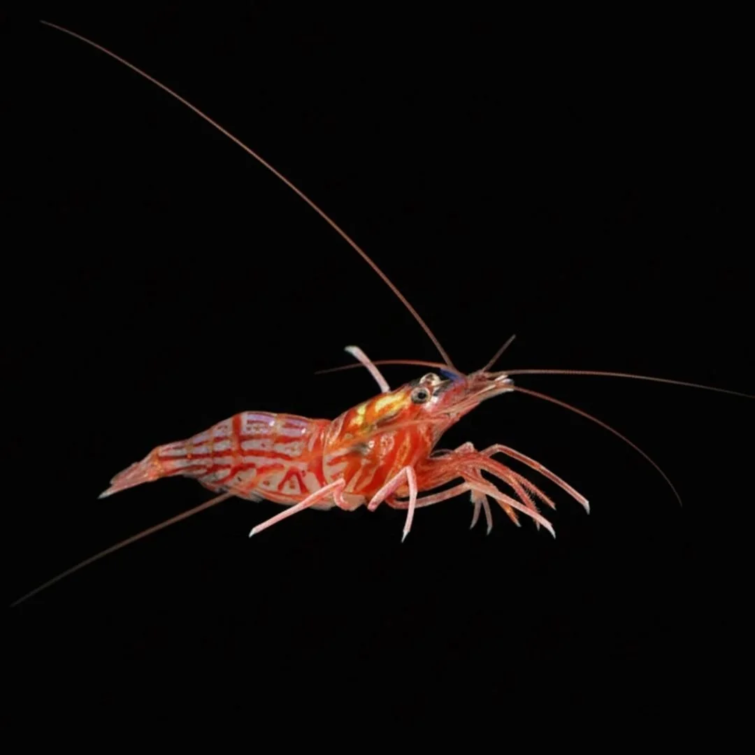 Lysmata Wurdemanni - Peppermint Shrimp (Carib)