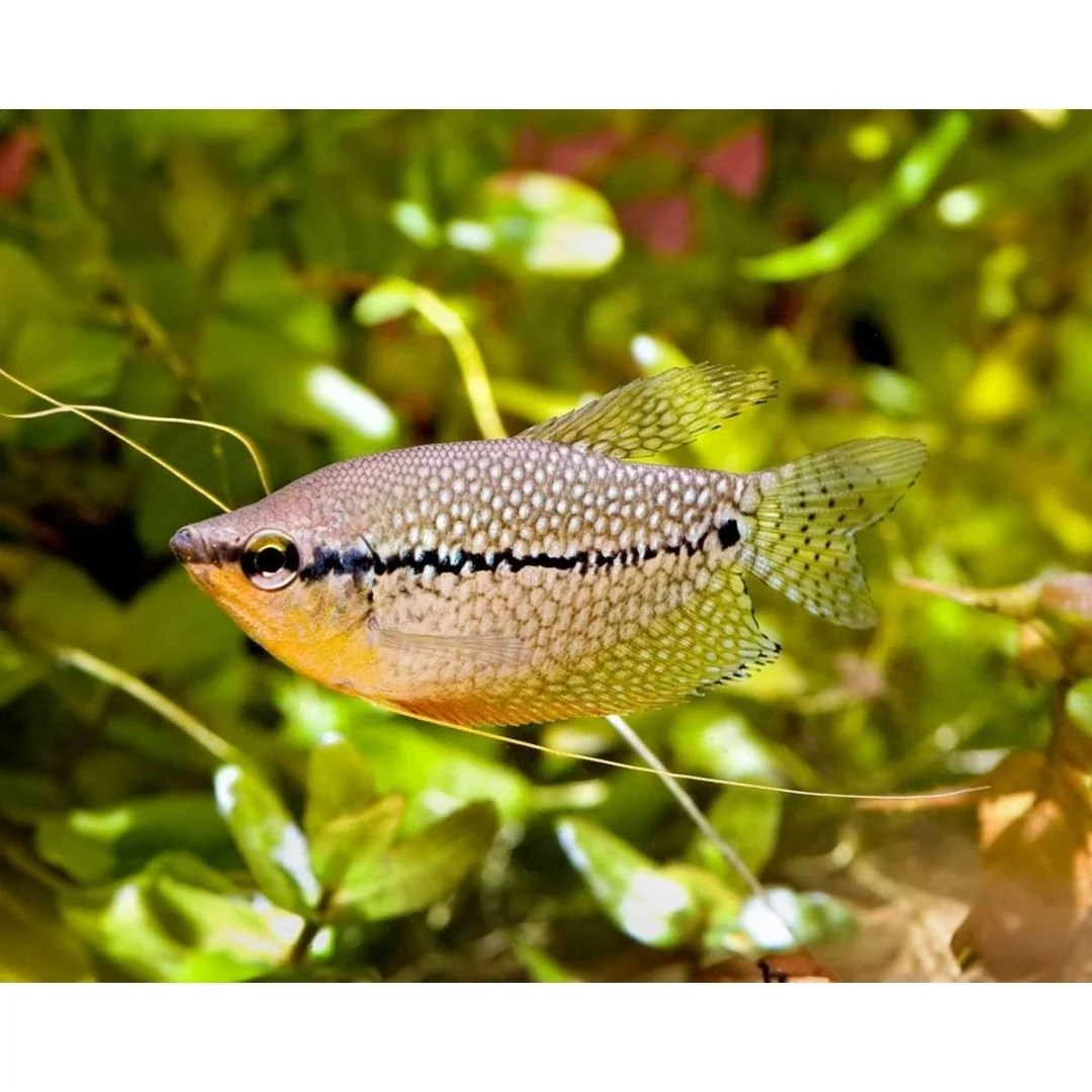 Trichogaster Sp. - Gourami - Mixed.jpg