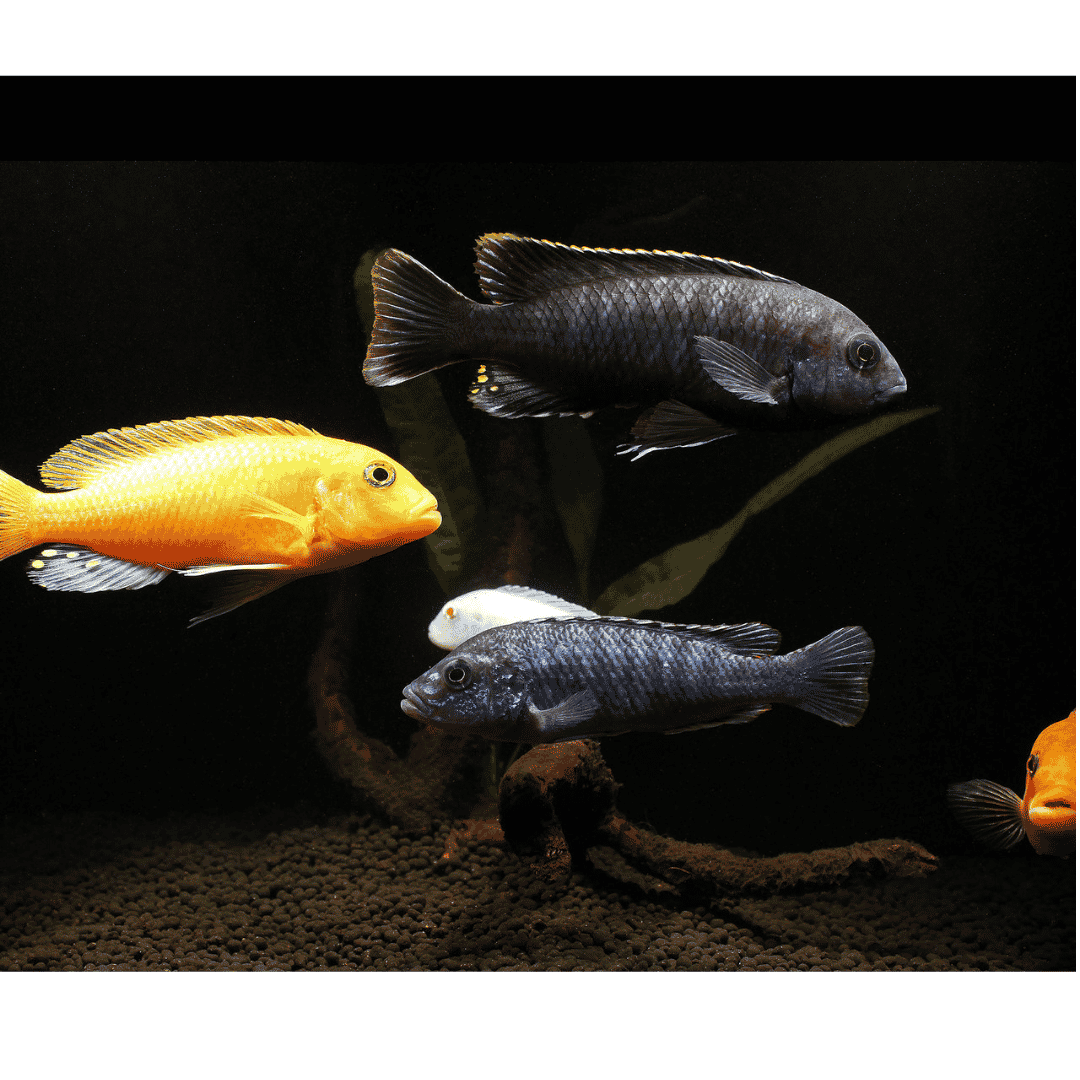 Pseudotropheus Sp. - Mixed African Cichlids