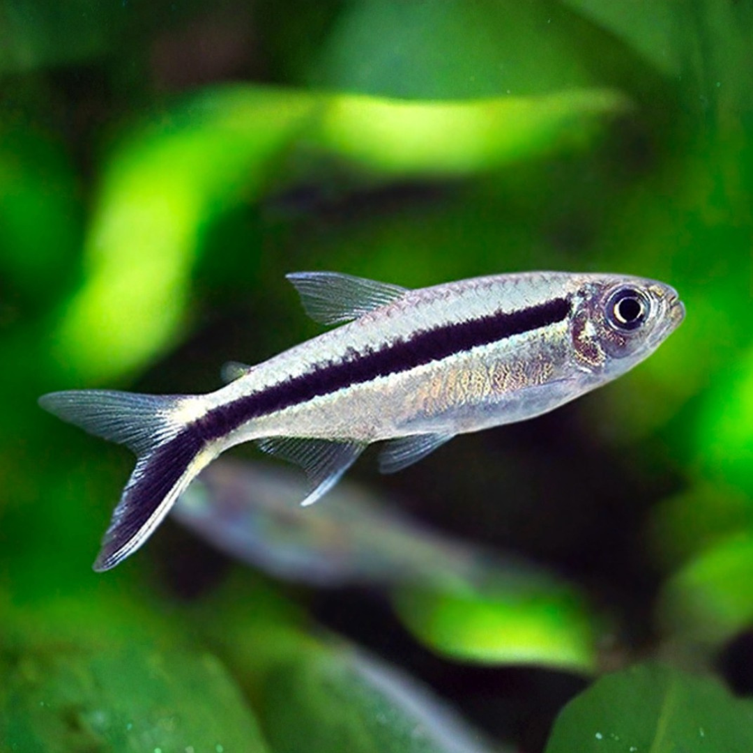 Thayeria Boehlkei - Penguin Tetra
