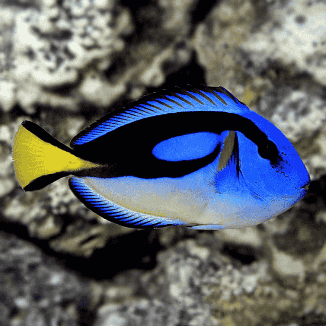 Paracanthurus Hepatus - Blue Tang - Yellow Belly