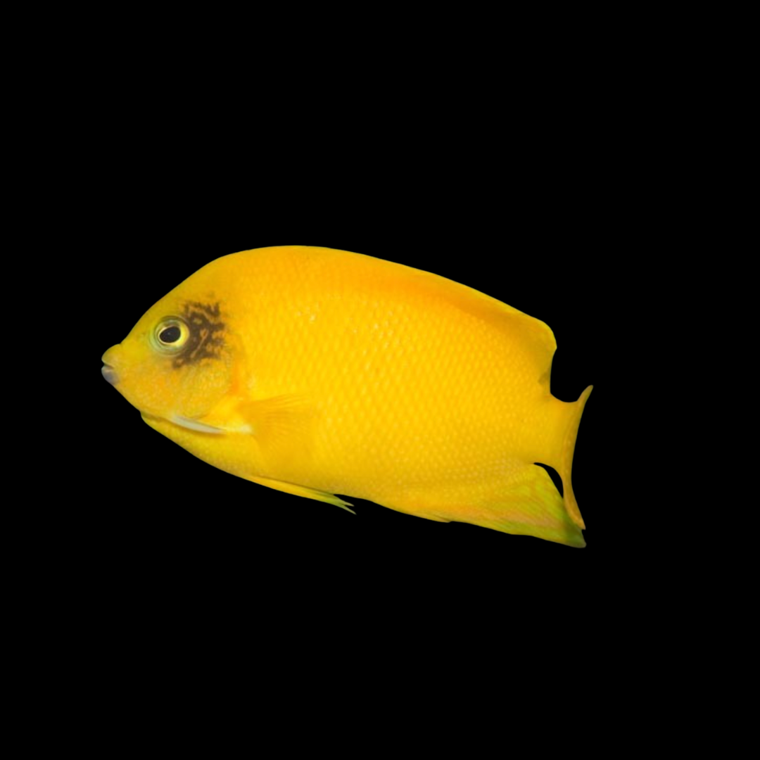 Centropyge Heraldi - Yellow Angel