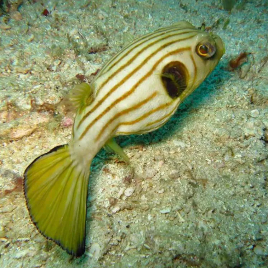 Arothron Manilensis - Narrow-Lined Puffer