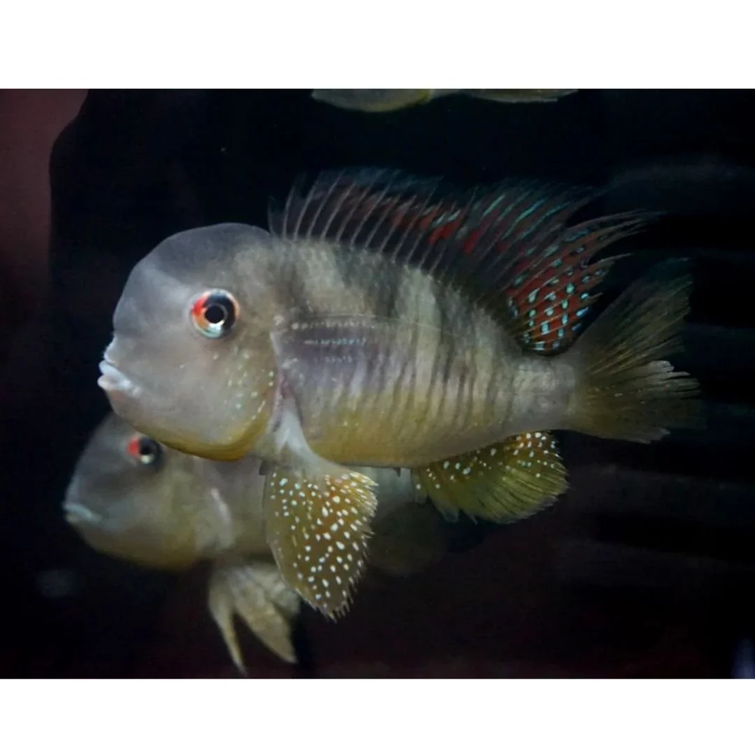 Geophagus Balzani - Balzani Geo