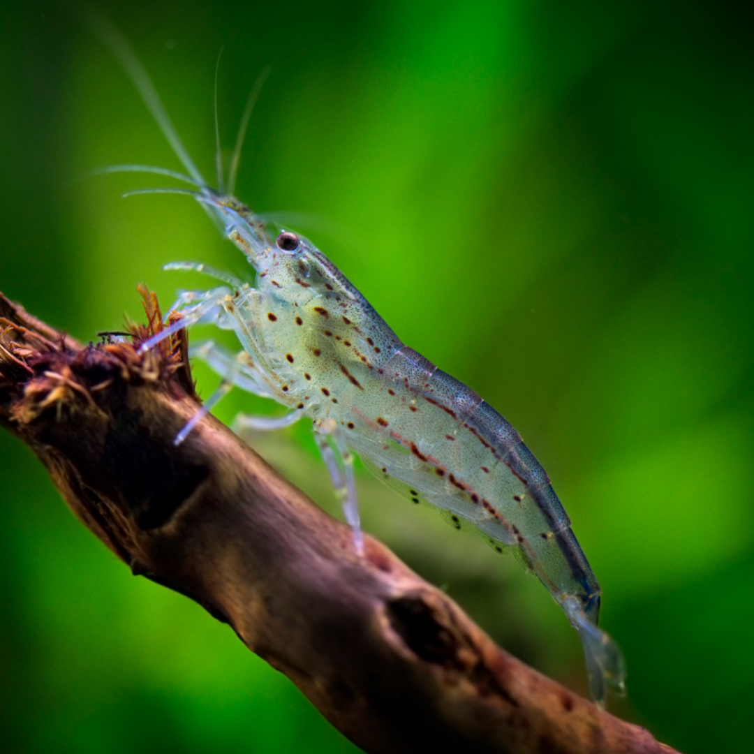 Caridina multidentata - Amano Shrimp.png