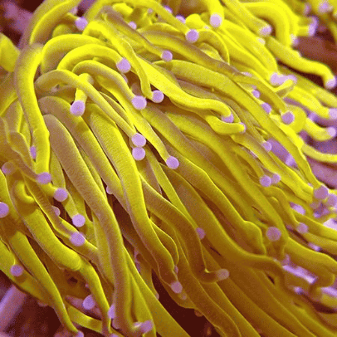 C Euphyllia Glabrescens - Dragon Soul Gold.png