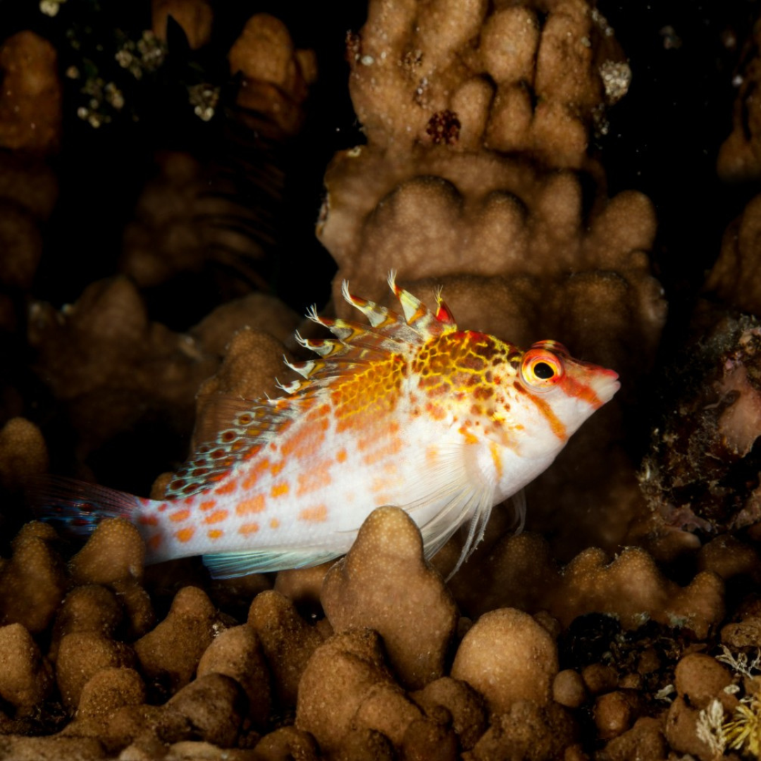 Cirrhitichthys Falco - Falco Hawkfish