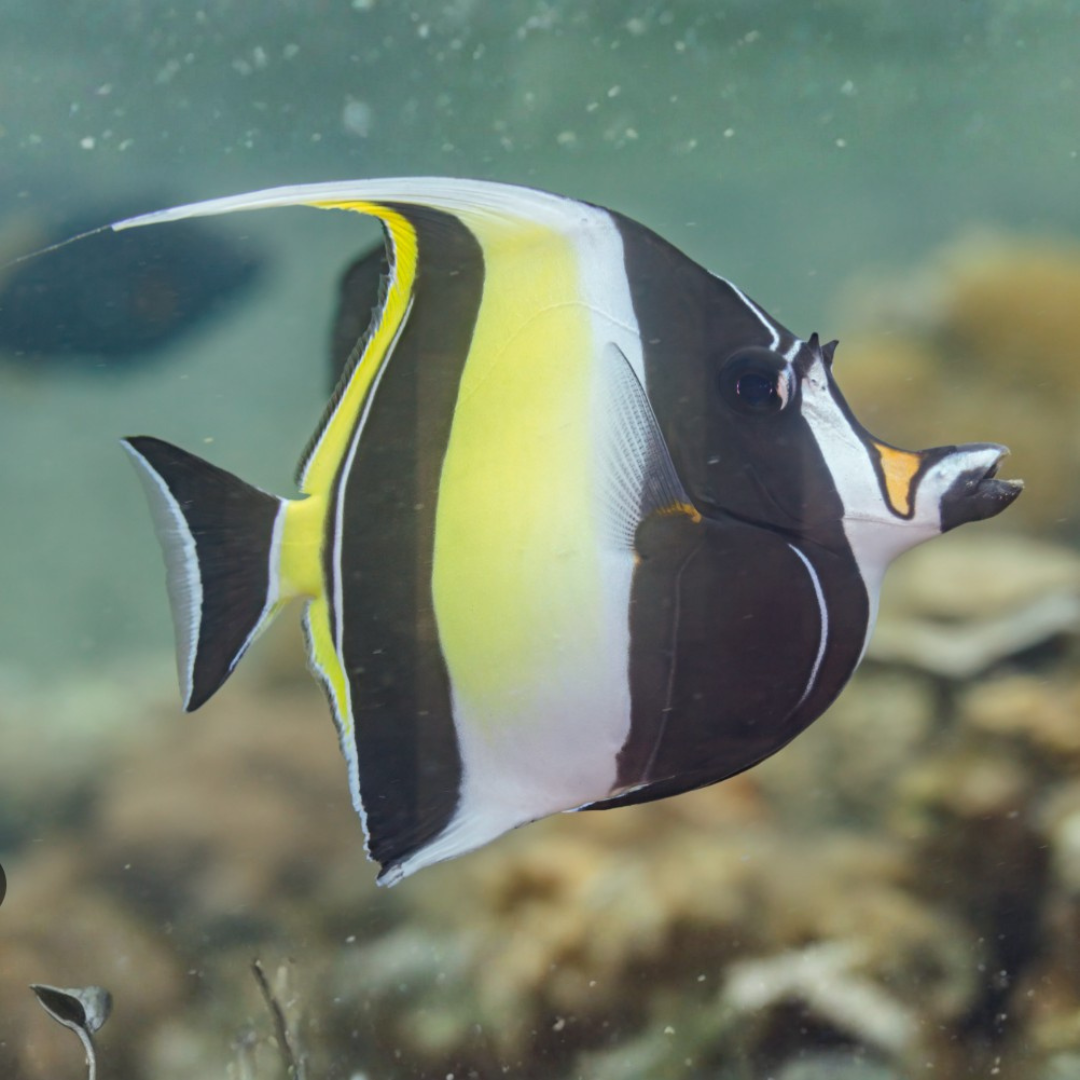 Zanclus Cornutus - Moorish Idol