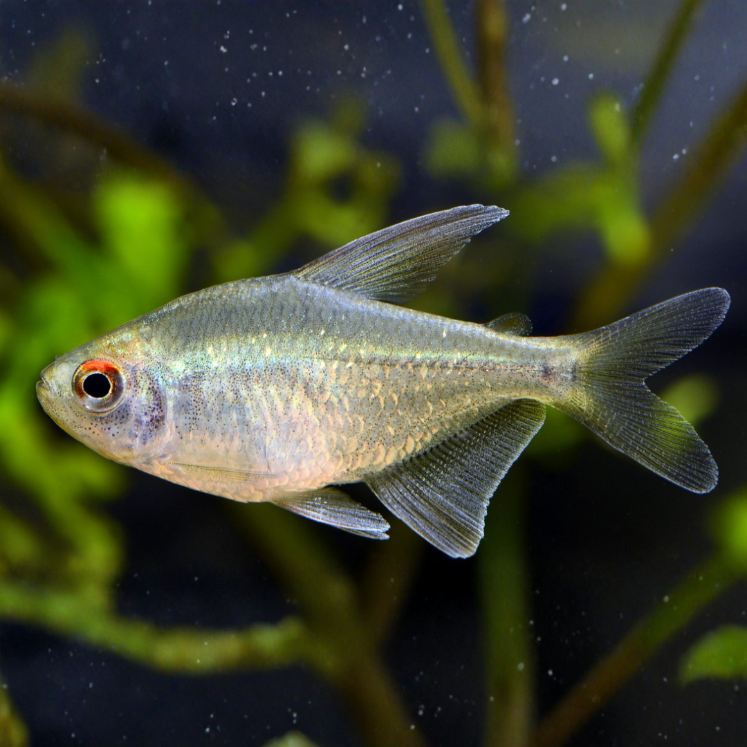 Moenkhausia Pittieri - Diamond Tetra