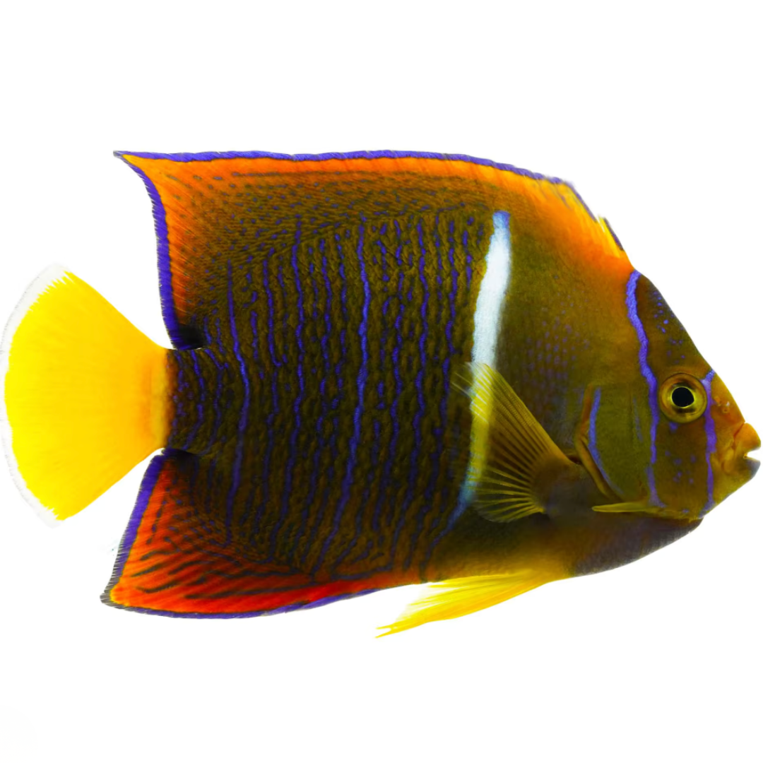 Holacanthus Passer - Passer Angelfish