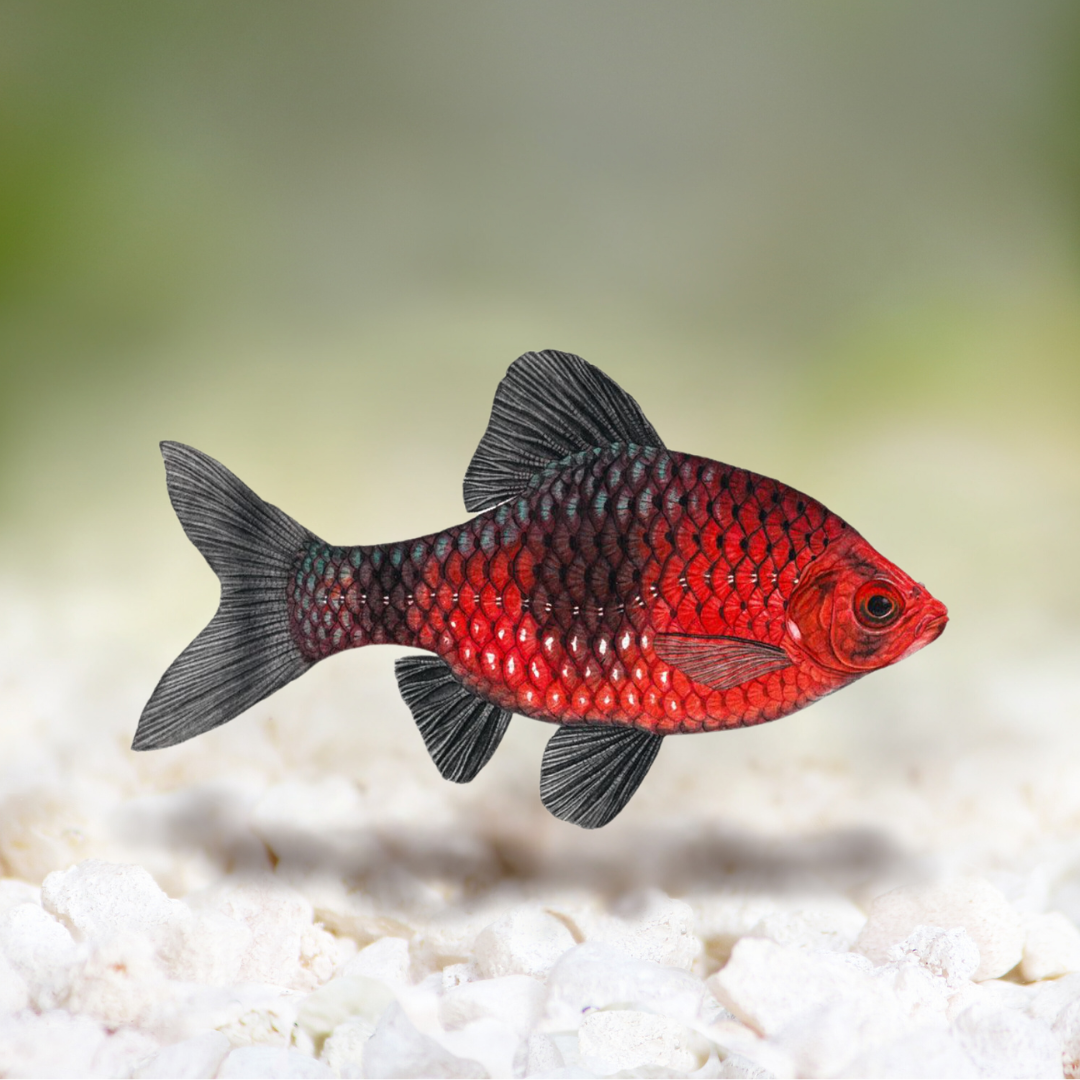 Black Ruby Barb