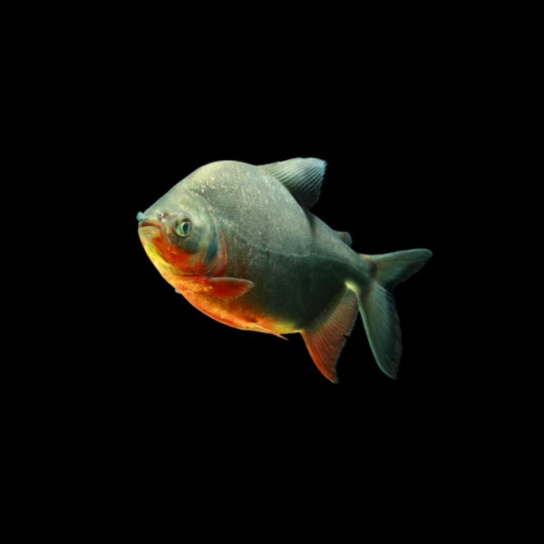 Colossoma Brachypomum - Red Pacu.png