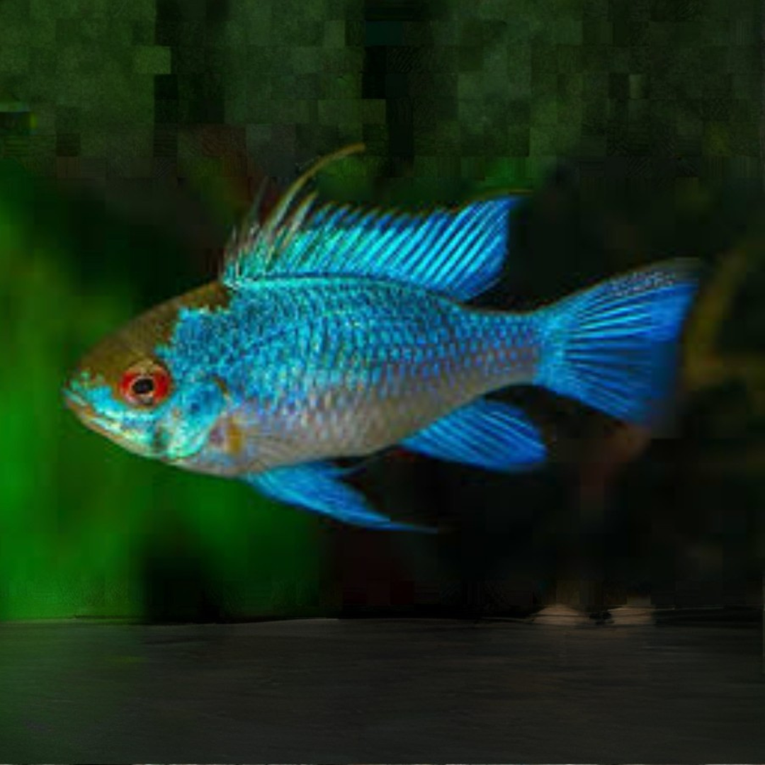 Mikrogeophagus Ramirezi - Electric Blue Balloon Ram