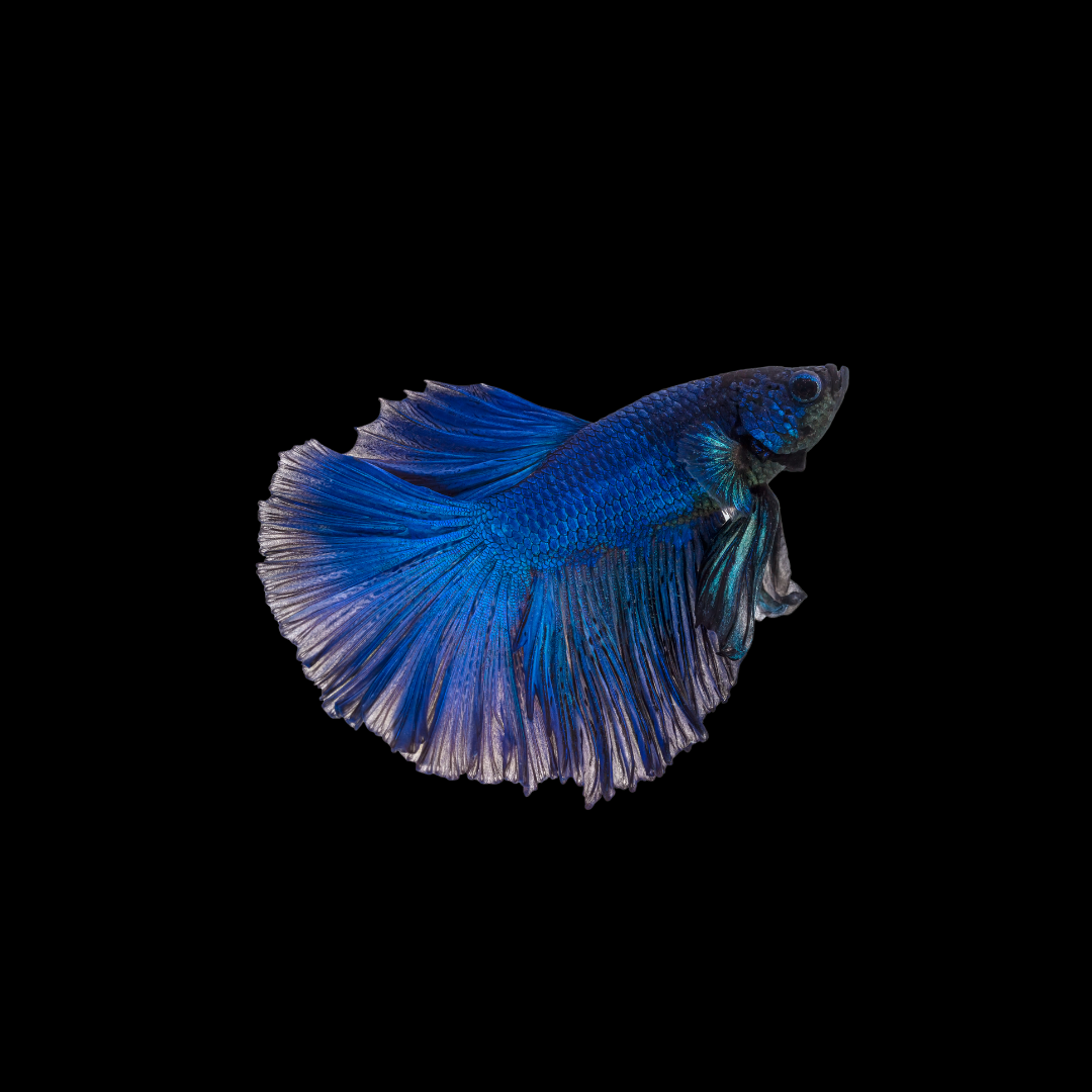 Crowntail Betta