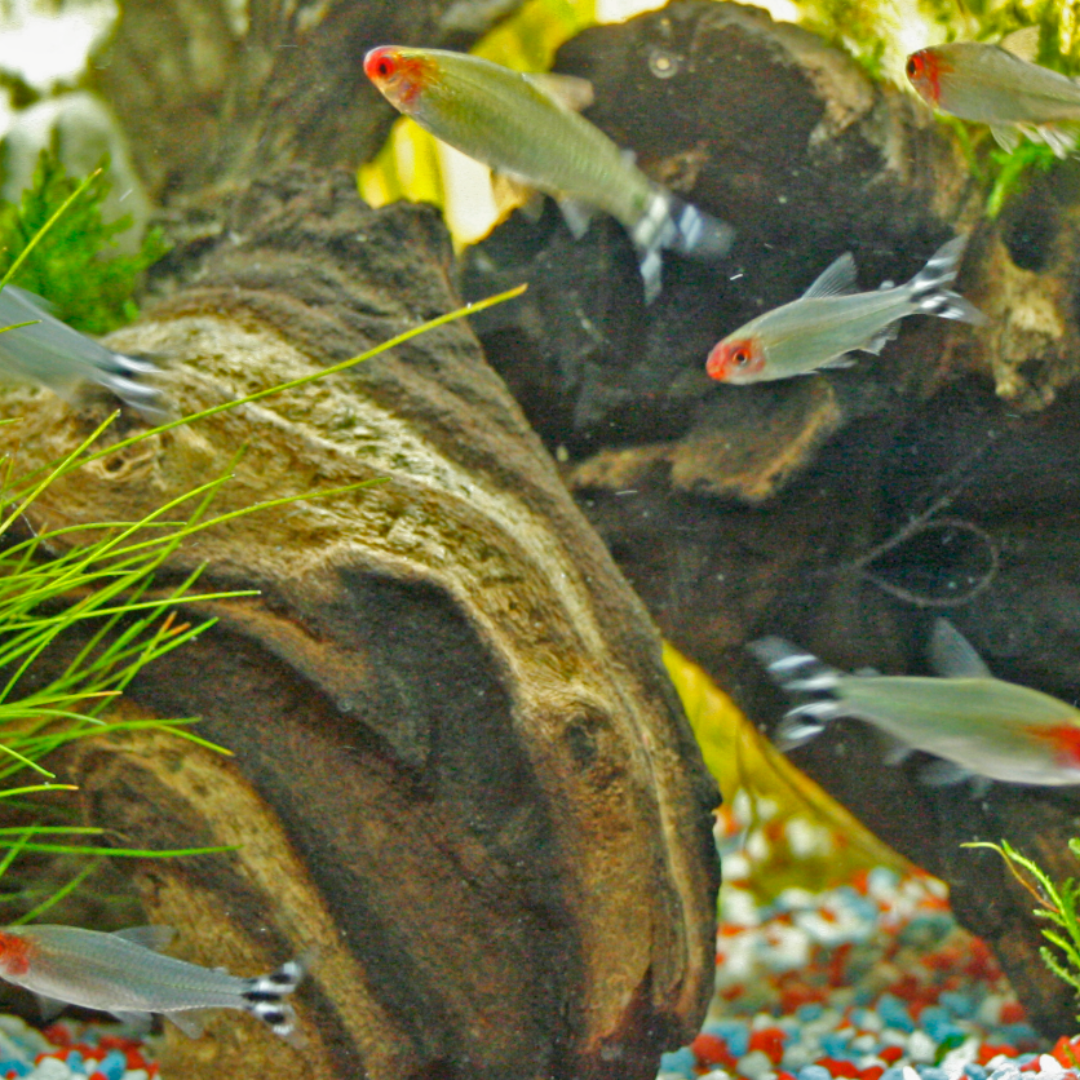 Hemigrammus Bleheri - Rummynose Tetras