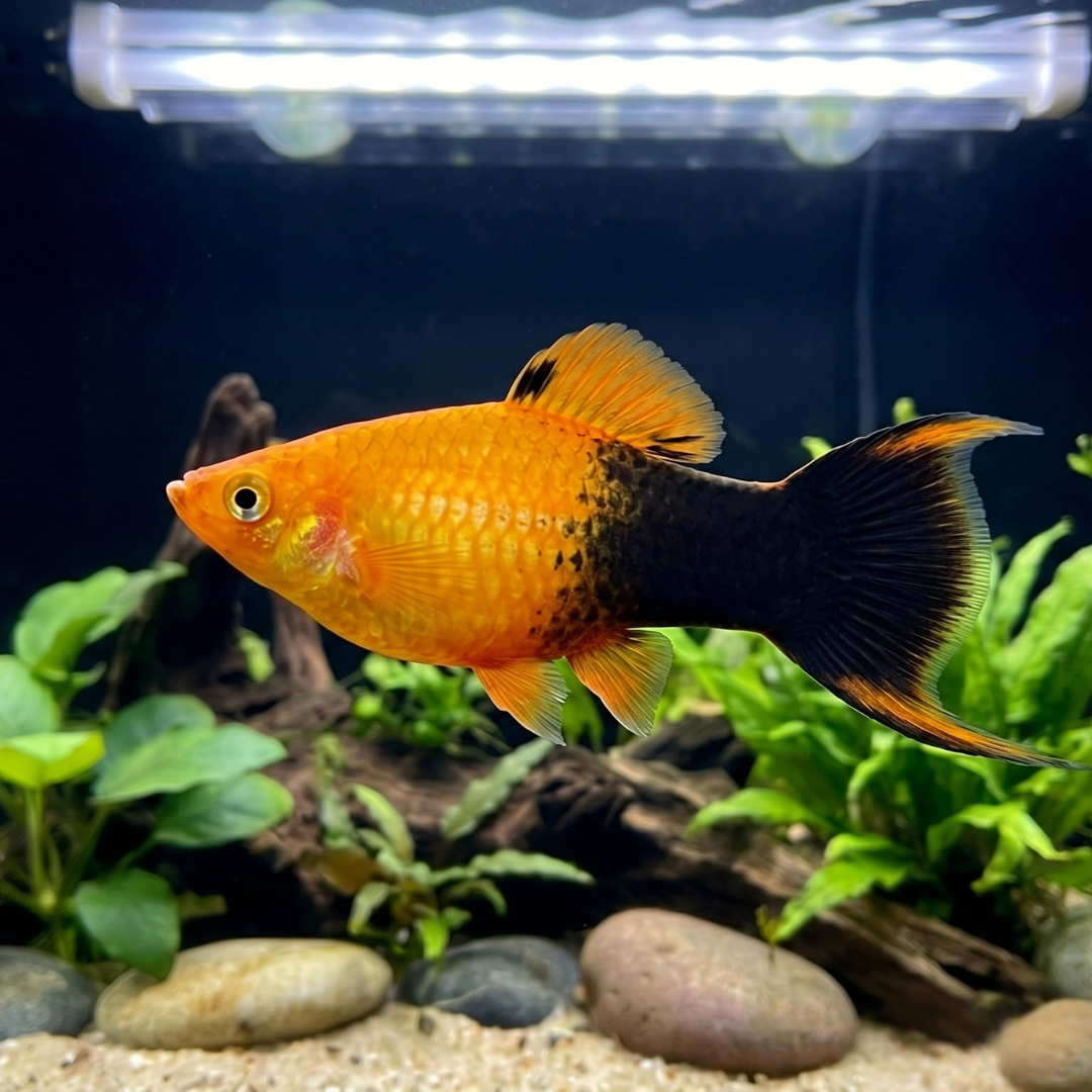 Xiphophorus Maculatus - Tuxedo Sunburst Platy.png