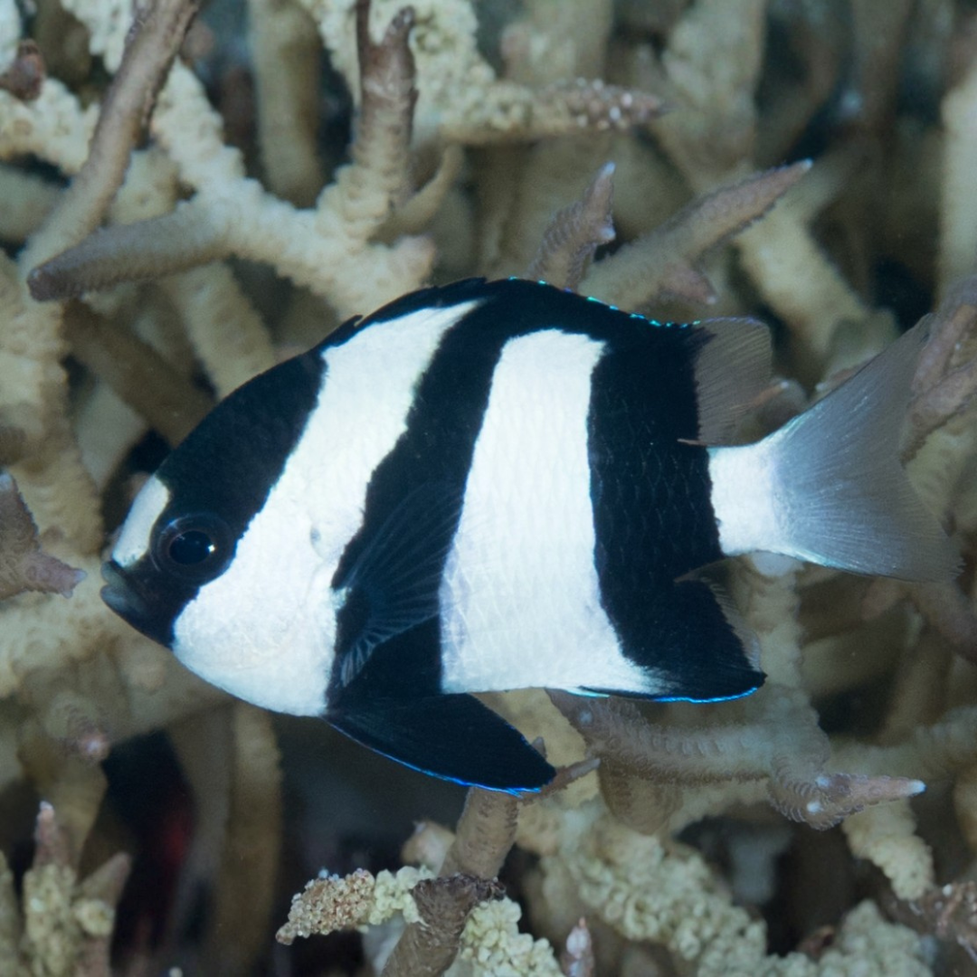 Dascyllus Aruanus - 3-Stripe Damsel.png