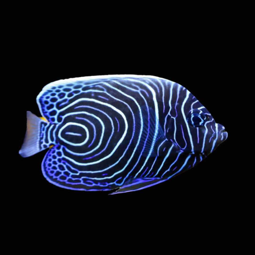 Pomacanthus Imperator - Emperor Angel- Juvenile
