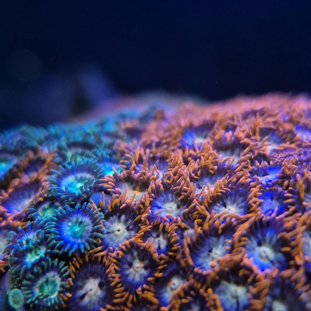 Zoa Gardens