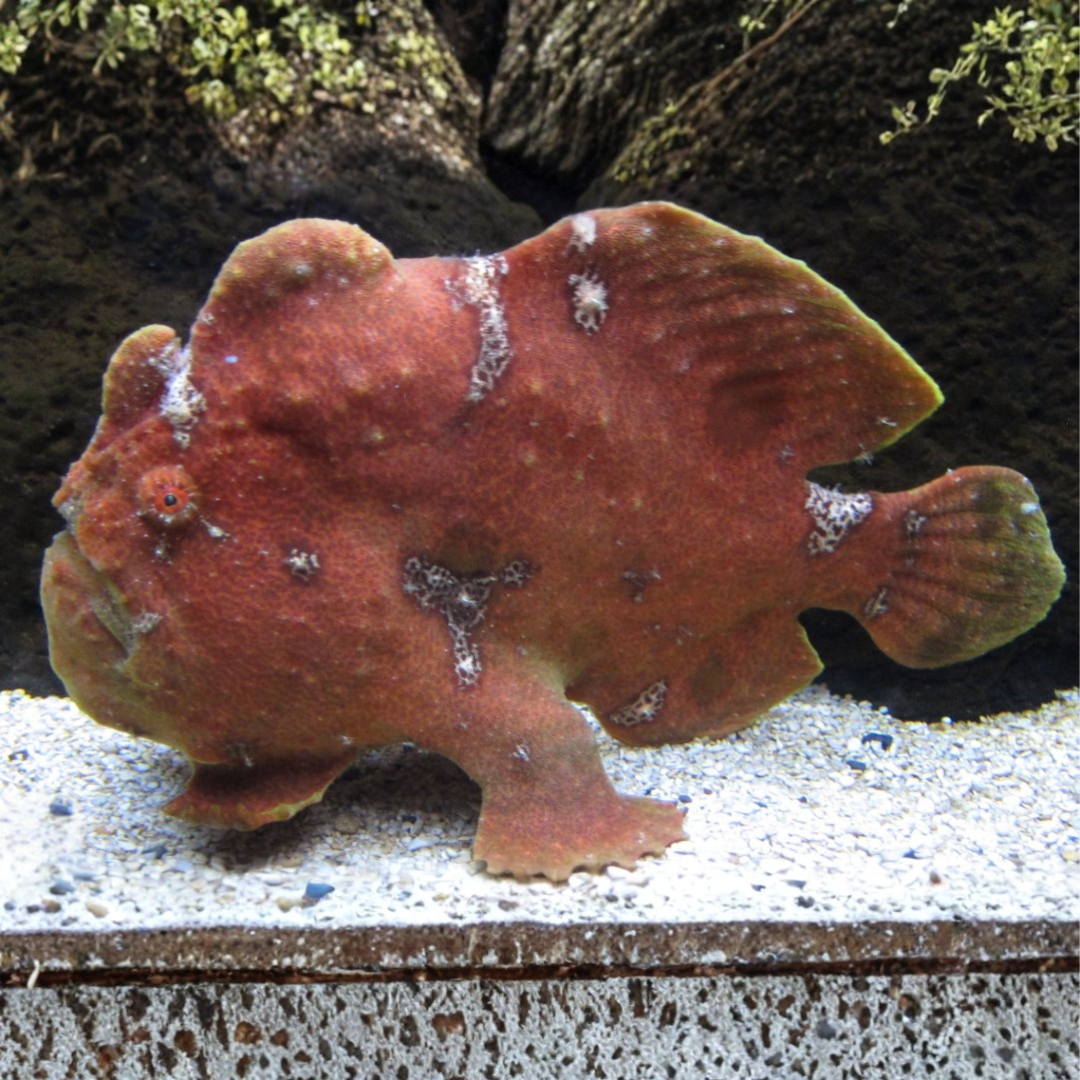 Antennarius Sp. - Red Angler Frog
