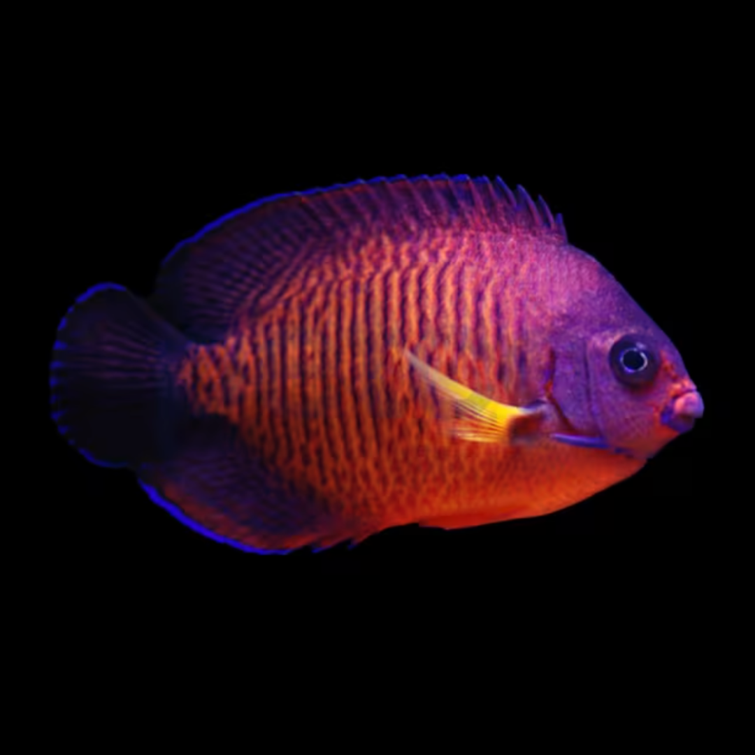 Centropyge Bispinosus - Coral Beauty Angel.png