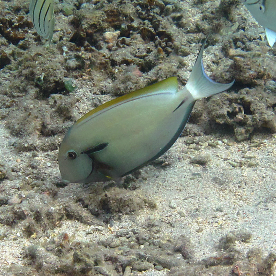 Acanthurus Nigricauda - Epaulette Surgeonfish