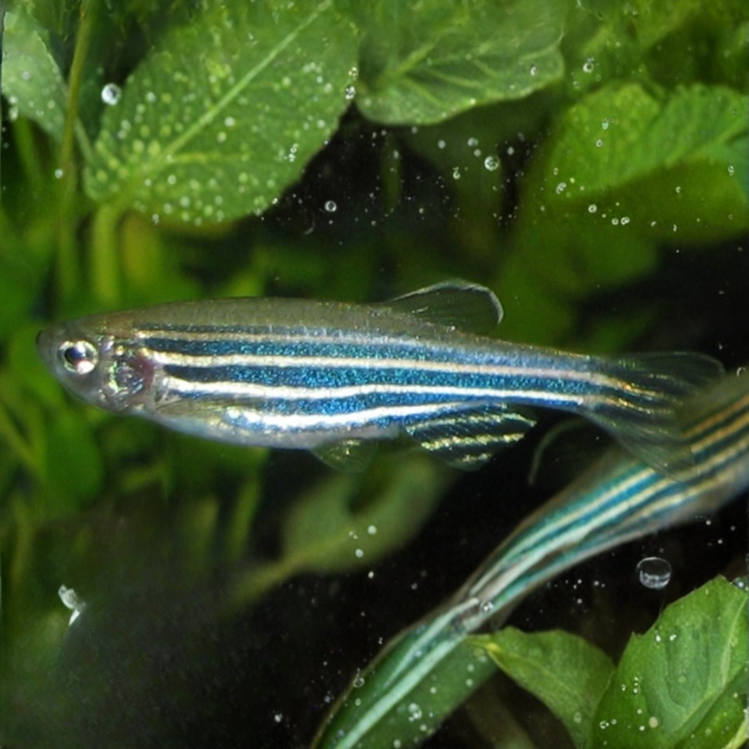 Brachydanio Rerio - Long-Fin Zebra Danio.png