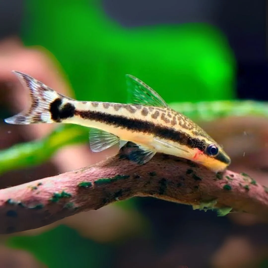 Otocinclus
